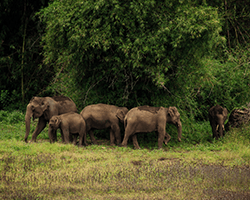 Tholpetty Wildlife Sanctuary